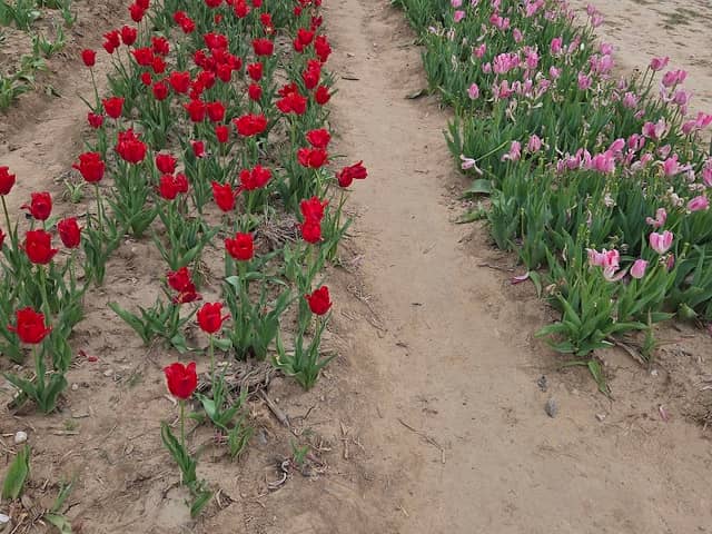 Eckarts Tulip Farm - Image 1