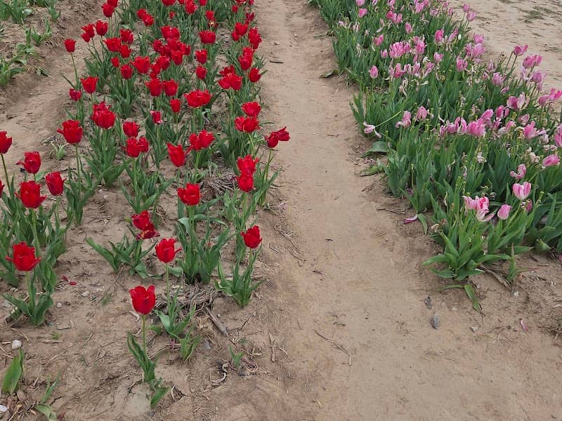 Eckarts Tulip Farm - Image 1