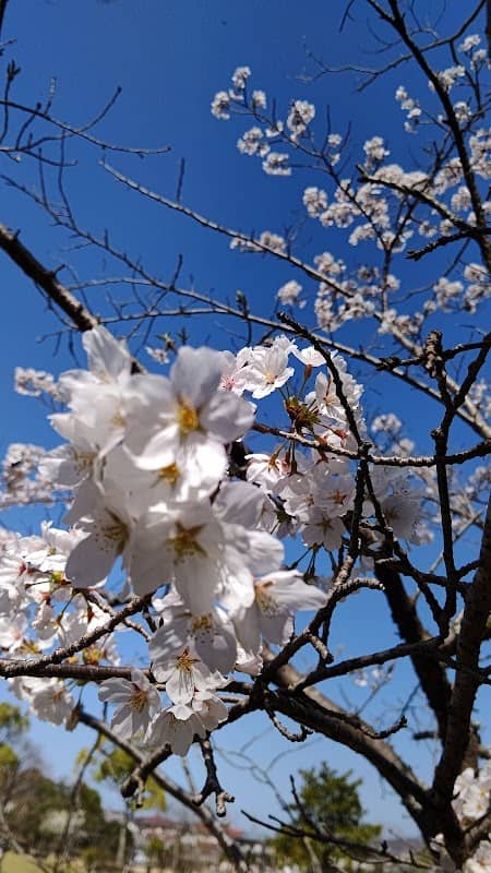 Aoyama Central Park - Image 1