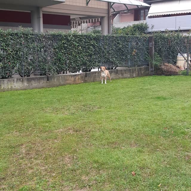 Parco Ex Odling - Image 2