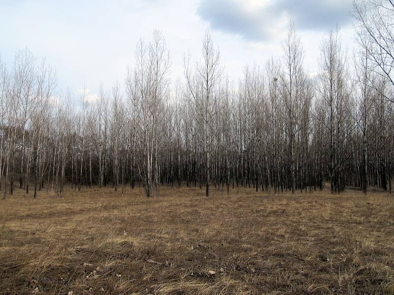 Kiserdő - Image 1