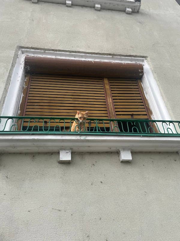 Miși - the chill ginger cat - Image 1