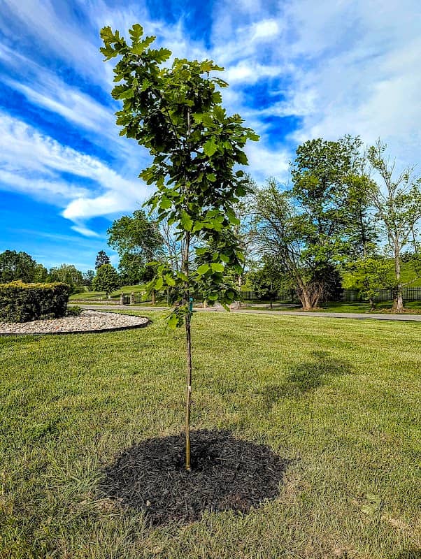 The Clayborn Sentinel Burr Oak - Image 1