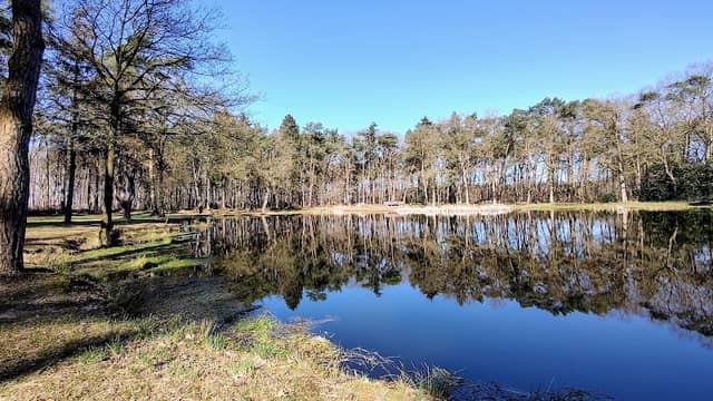 Vijver Faliebergbos. - Image 1