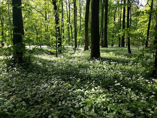 Polanský les - Image 2