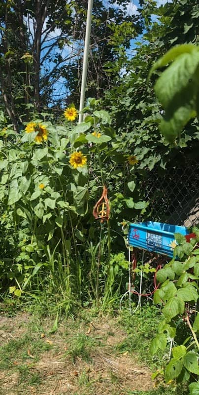 Peace Garden - Image 2