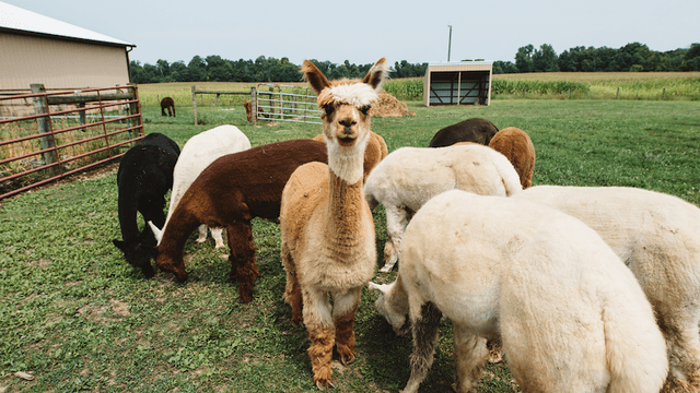 Circus City Alpacas - Image 1