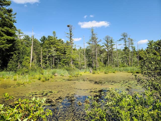 Mass Audubon Canoe Meadows Wildlife Sanctuary - Image 3