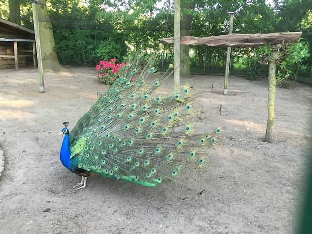 Vogelvoliere Park - Image 2