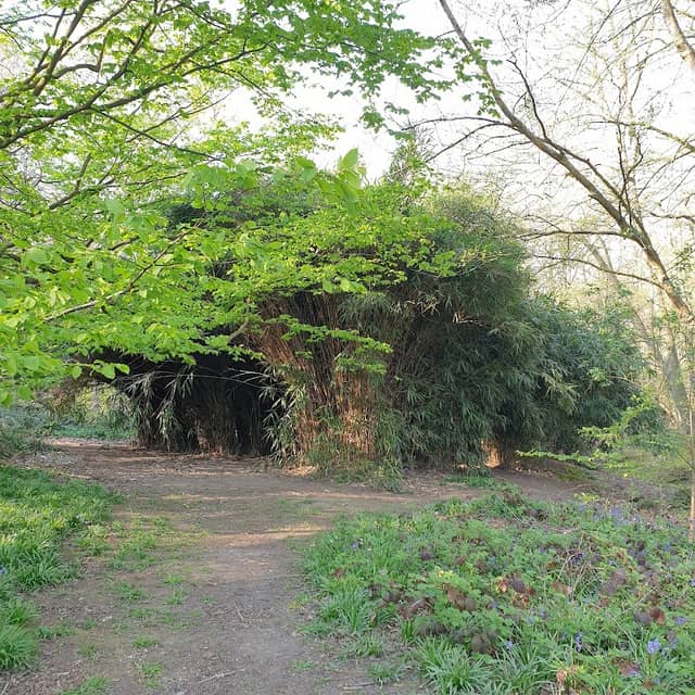 Swan Wood bamboo - Image 1