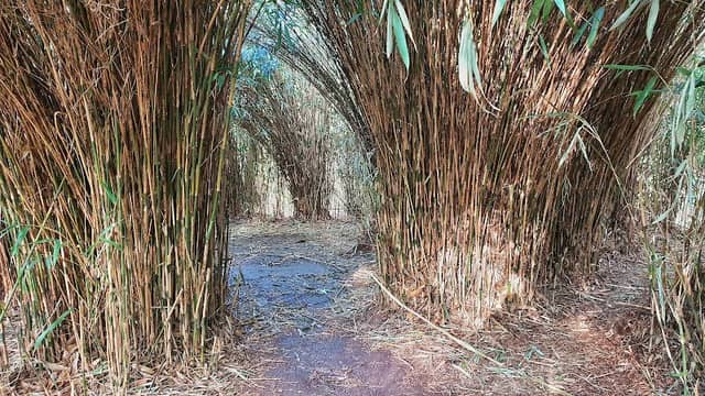 Swan Wood bamboo - Image 2