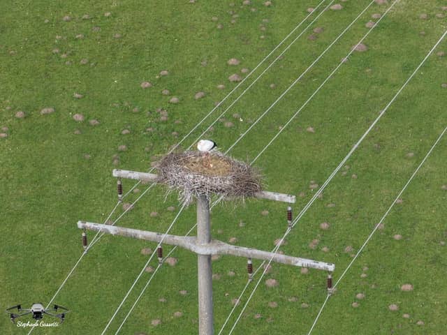 Storchennest Nr.3 - Image 1