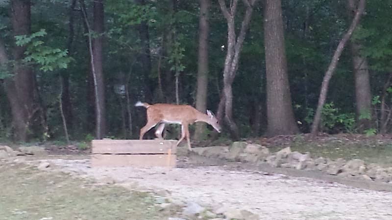 Guise Park - Image 1