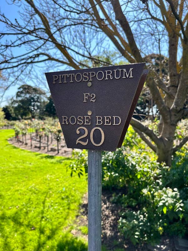 Pittosporum Memorial Garden - Image 2