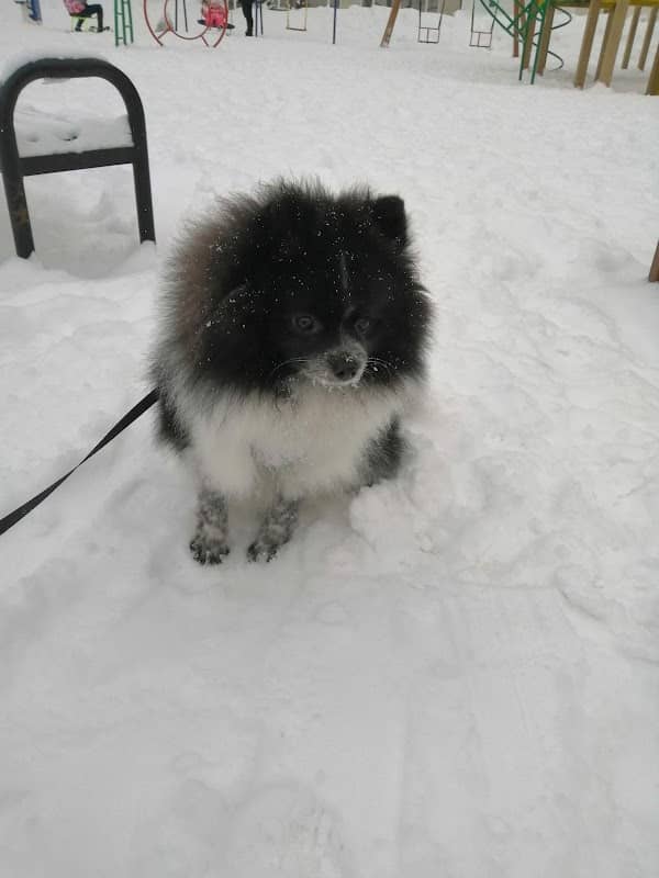 Skver Pionerskiy - Image 1