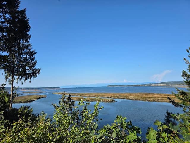 Living forest - mouth of river - Image 2