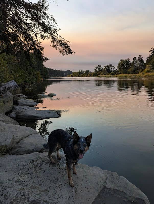 Living forest - mouth of river - Image 1