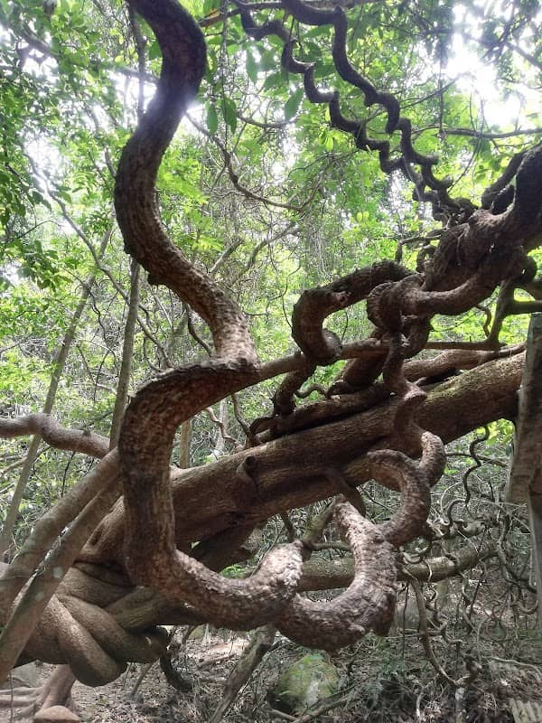 Ma On Shan Country Park - Image 2