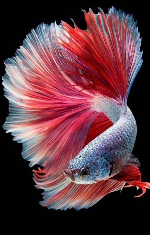 VAN HOME AND AQUARIUMS - Image 1