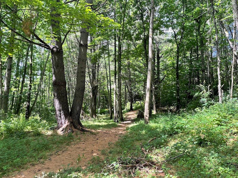 Disc Golf - Image 1