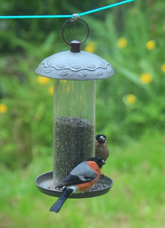 West High Street Nature Reserve - Image 2