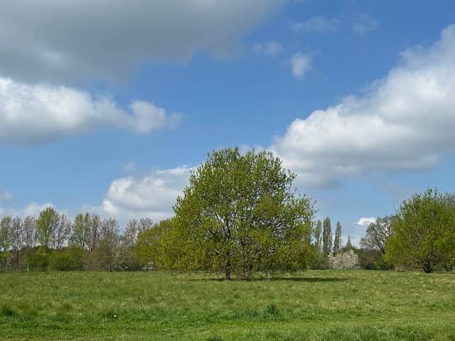 Top Field and Cozens Grove - Image 1