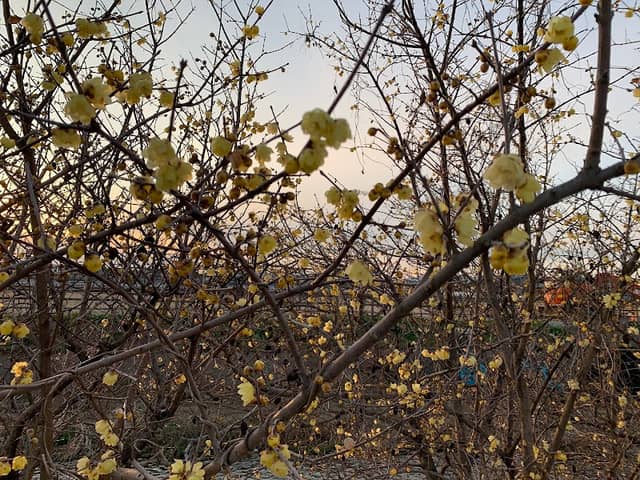 THE SHORE OF JAPANESE ALLSPICE - Image 1