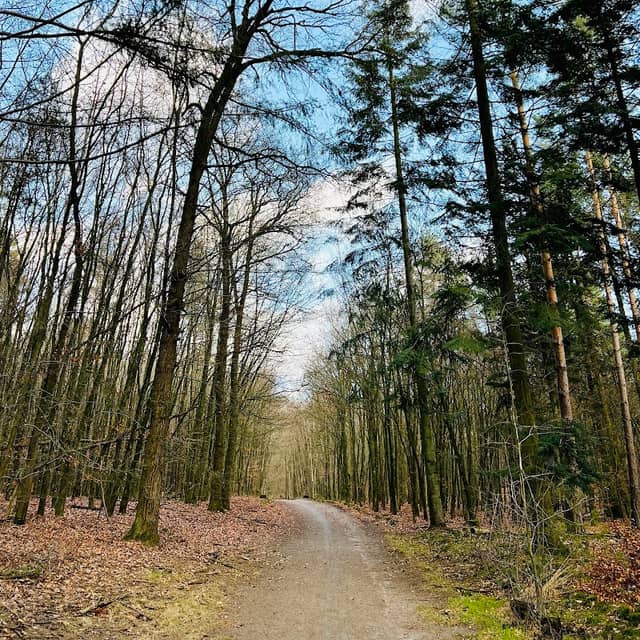 Zwolse Bos - Image 1
