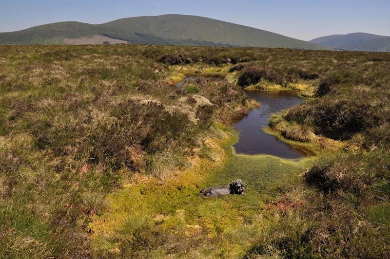 Carrigunneen - Image 2