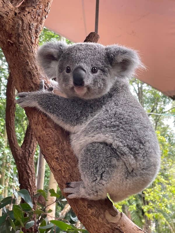 Koala Park Sanctuary Sydney - Image 2
