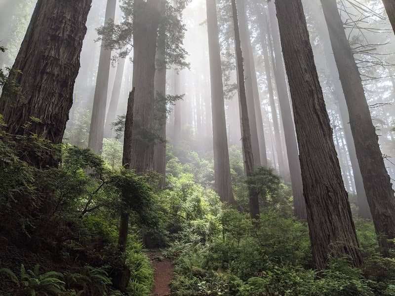 Del Norte Coast Redwoods State Park - Image 2