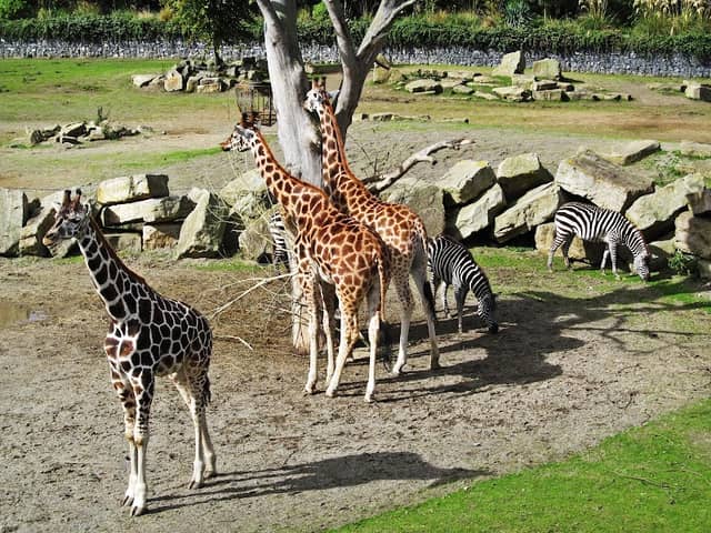 Dublin Zoo - Image 2
