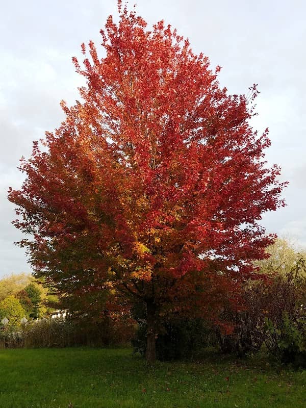 Shaw Park - Image 2