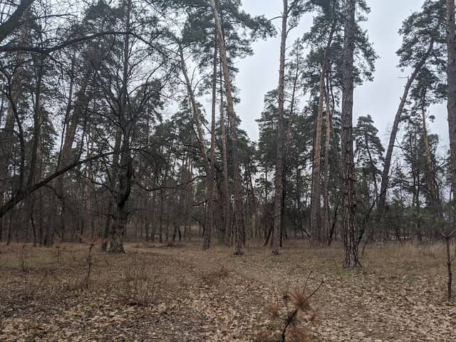 Sosnivs'kyi Park - Image 1