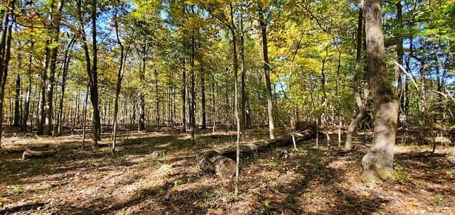 Riverwoods State Natural Area - Image 1