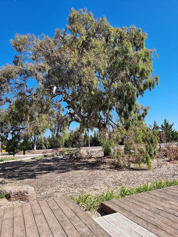 Angophora Park - Image 1