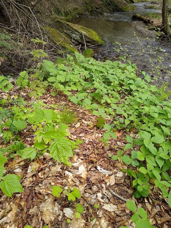 Stephenhouse Trail - Image 1