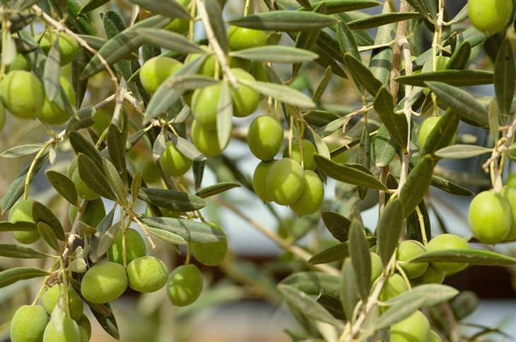 אשד-תן מטע זיתים - Image 1