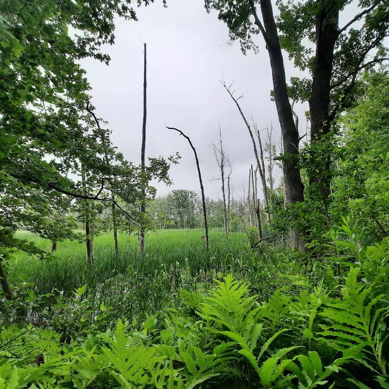 South Hero Marsh Wildlife Management Trail - Image 1