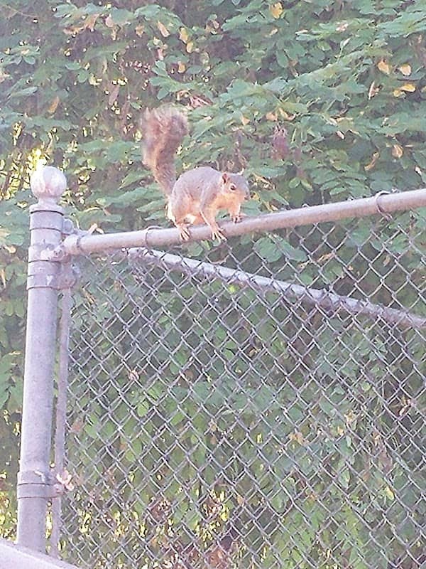 Stillman Park - Image 2