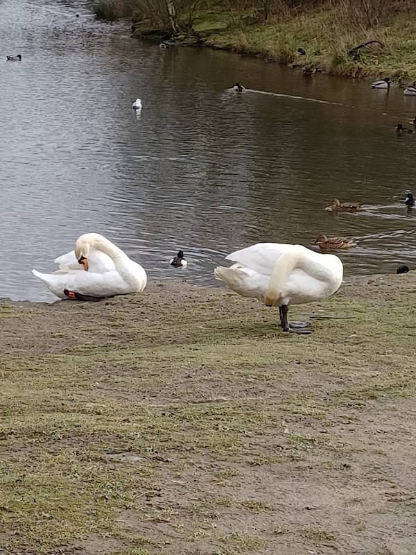 Hebburn Quarry Pond Local Nature Reserve - Image 1