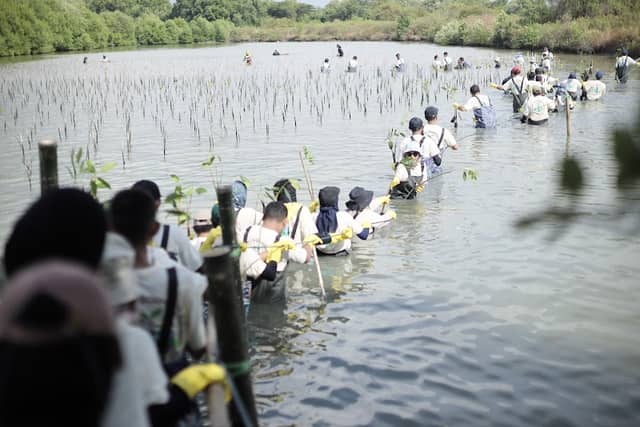Konservasi mangrove PT Freeport Indonesia - Image 1