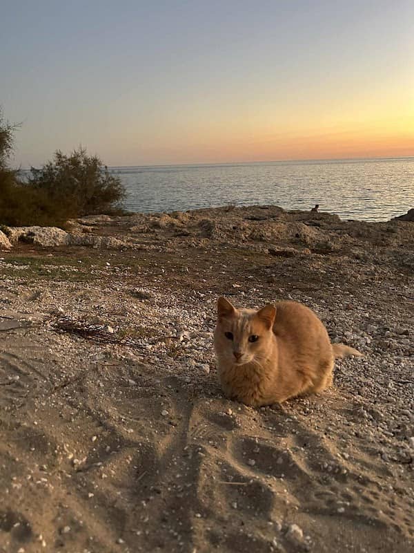 Ginger the Cat - Image 1