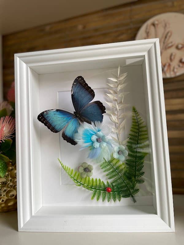 Taureņu studija FlyFly.lv (butterfly studio) - Image 1