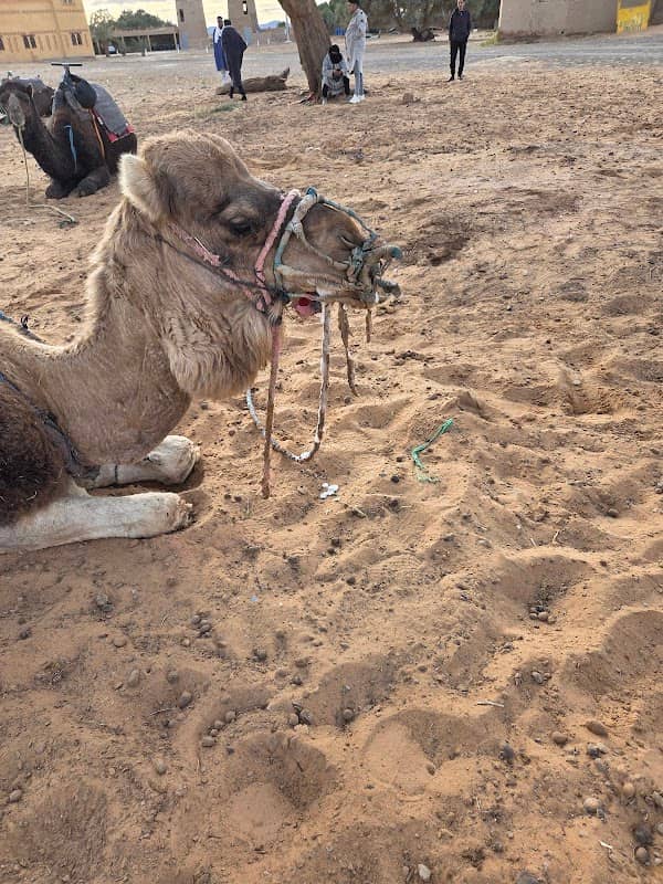 Camel trek - Image 1