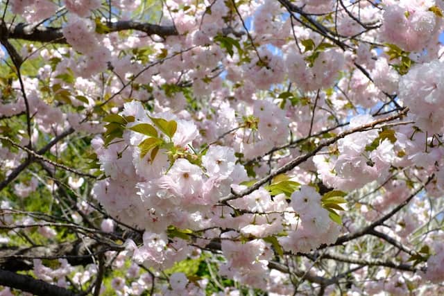 FFPRI Arboretum No. 1 - Image 1