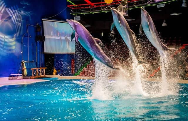 Dubai Dolphinarium - Image 2