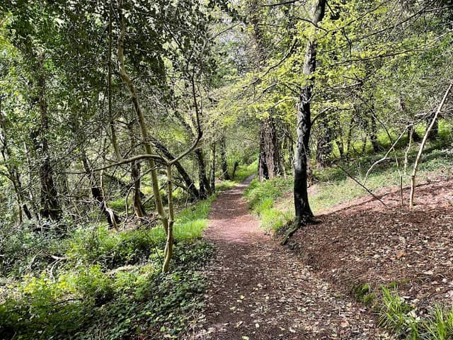 Curraghbinny Woods (Coillte Corra Binne) - Image 1