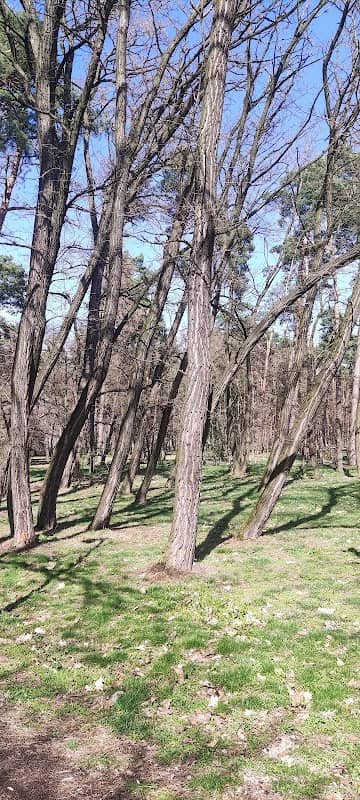 Dukelský les - Image 1