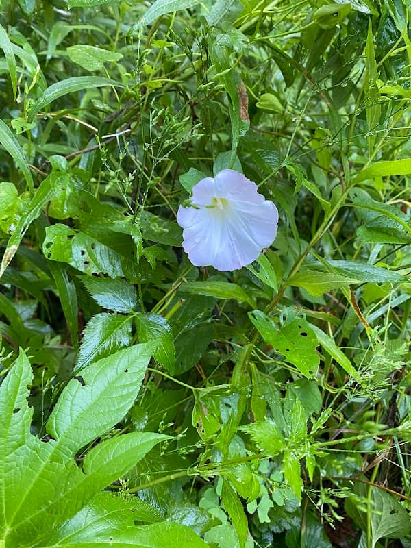 Sharp woods park - Image 2